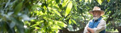Aguacatero latinoamericano